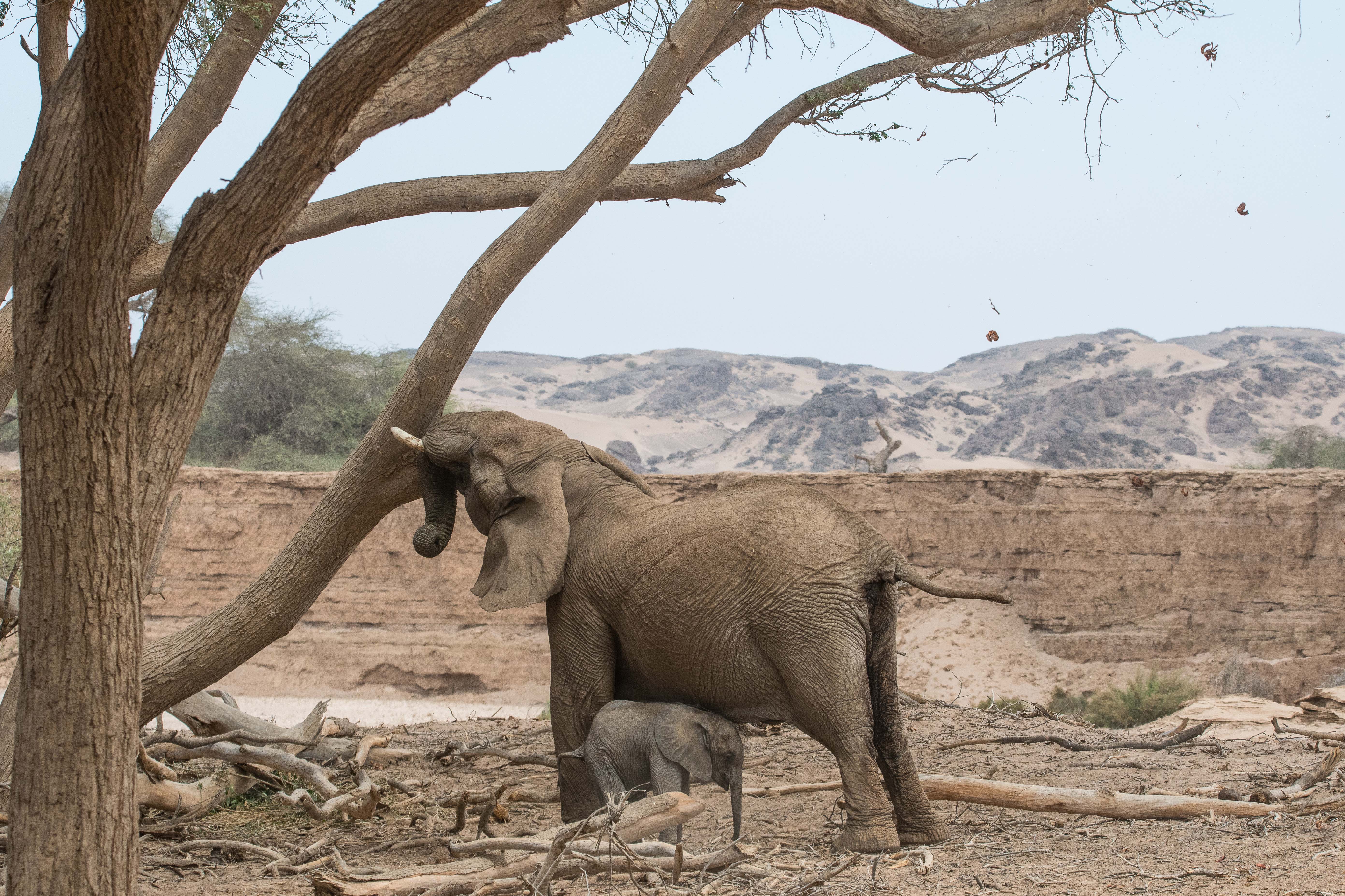 Eléphants adaptés au désert (Desert-adapted elephants, Loxodonta africana), femelle adulte accompagnée d'un juvénile secouant un arbre pour en faire  tomber les fruits, Vallée de l' Hoanib, Kaokoland, Région de Kunene, Namibie.